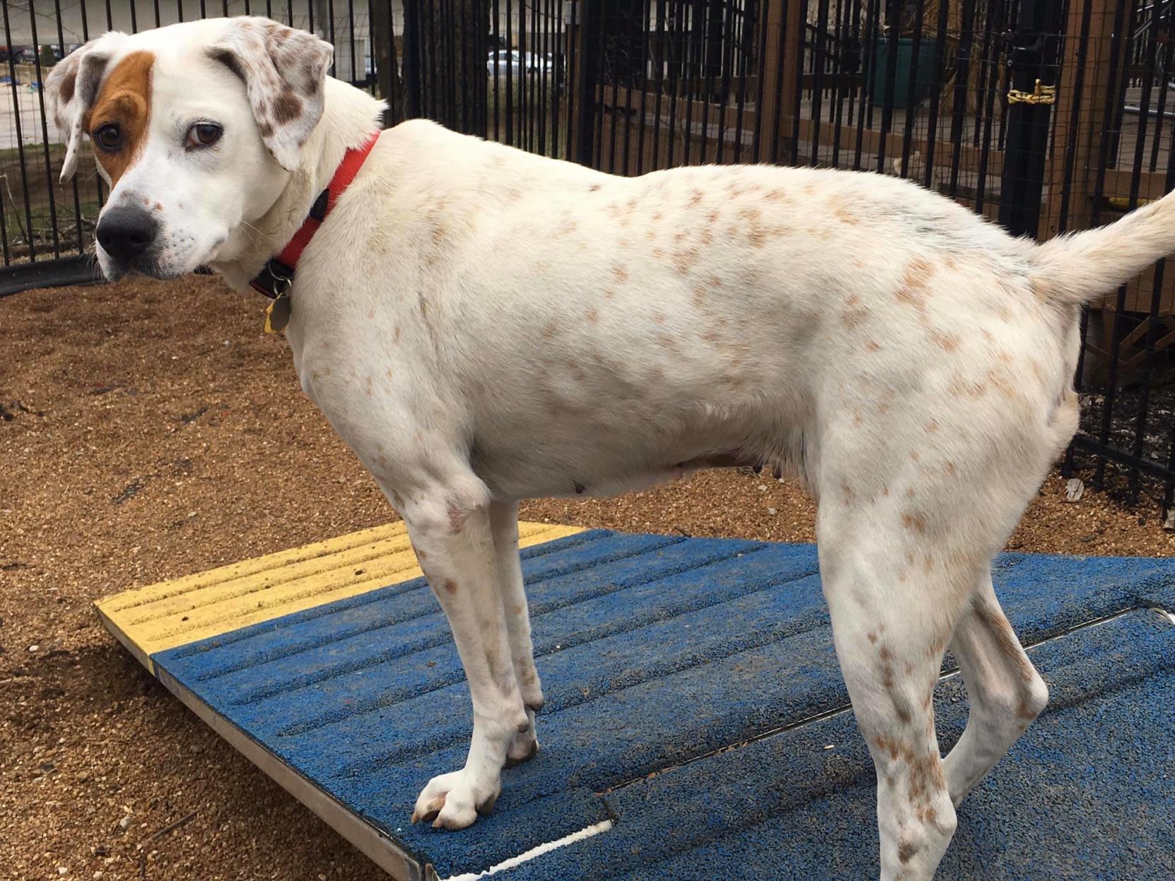 The APA Adoption Center